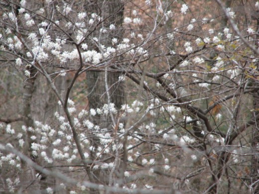 splashes of white were outstanding throughout the woods that surrounds the majestic land at Kentucky Lake 