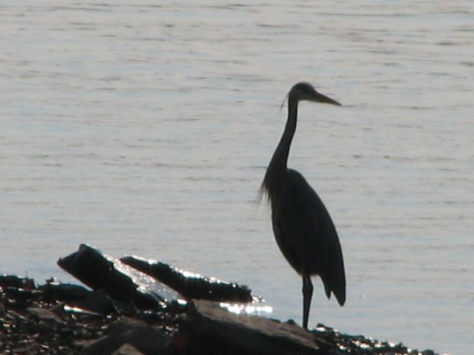 this large bird kept me entertained for some time as we reluctantly packed the car to head back to Indiana on Sunday evening
