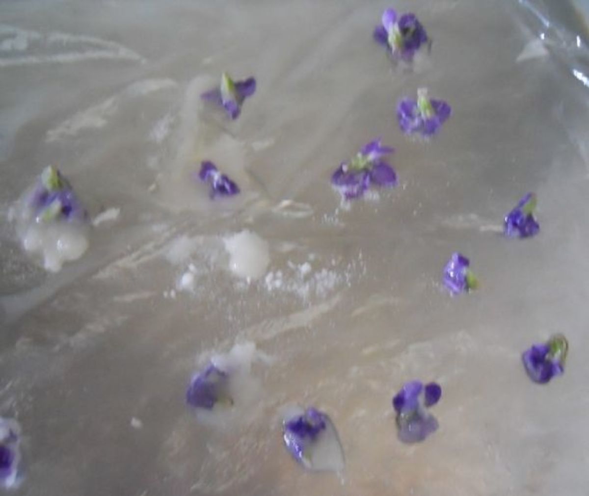 Globs of Violets - They Didn't Turn Out The Way I Expected 