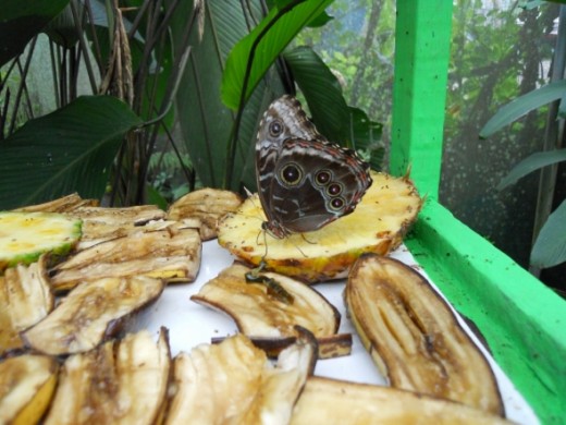Blue Morpho butterfly when closed -- eating pineapple.