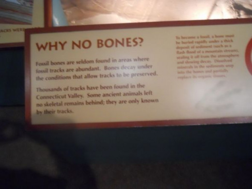 "Why No Bones" explains why bones were not found with the footprints.   Each is preserved under different conditions.