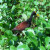 Northern Jacana in bed of water hyacinth