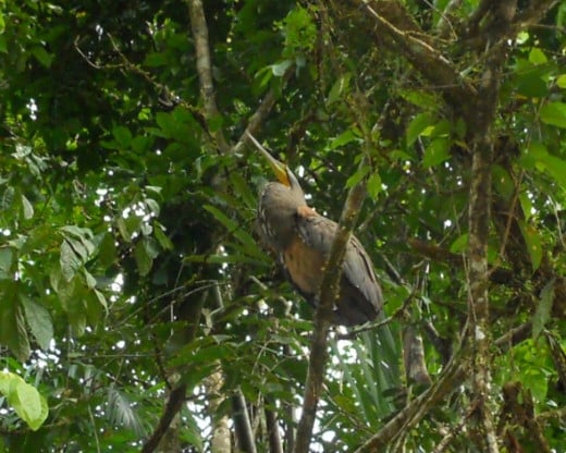 Tiger Heron with neck in