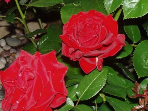 Blooming red roses