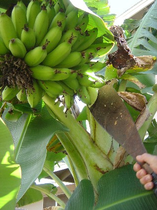 Harvesting Bananas - the fun fruit!