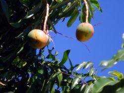 Fresh Mangoes