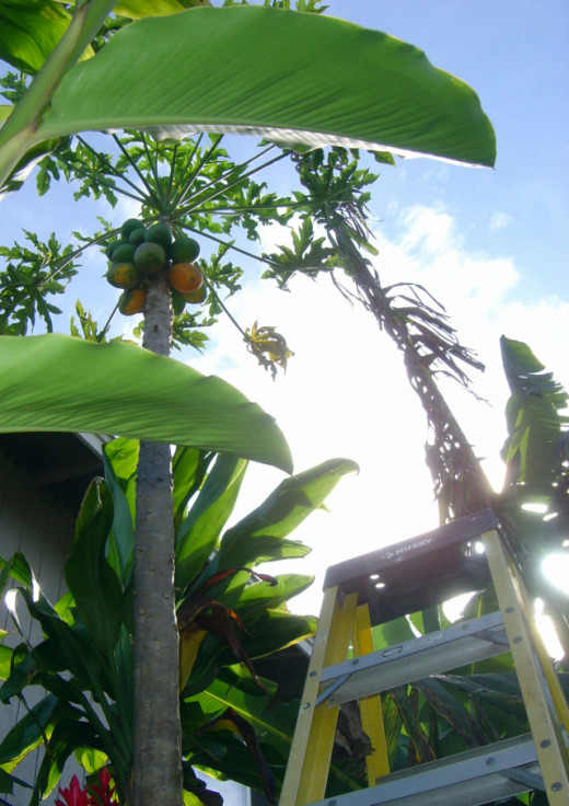 Picking Fresh Papaya