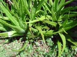 Aloe