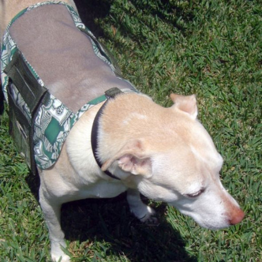 One of My Favorite Sewing Projects - ADOPT Me Vest