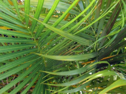 Green Tropical Plants