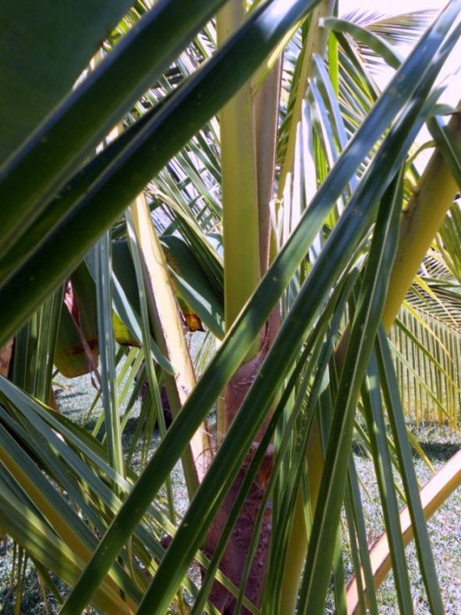 Green Coconut Fronds