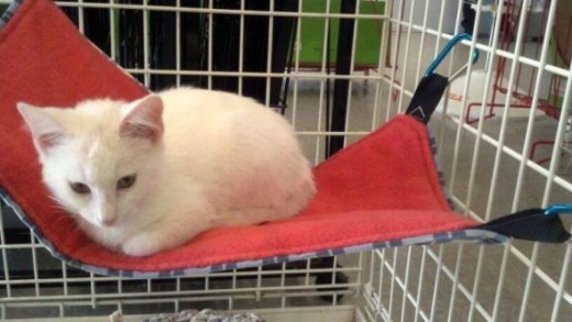 DIY Cat Bedding - Make a Cat Hammock
