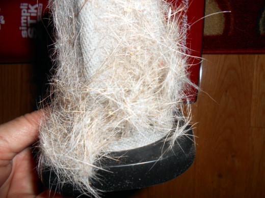Look at all the dog hair stuck to the filter (and YES, I do vacuum EVERY DAY!) Filter is easy and quick to clean over the trash can.