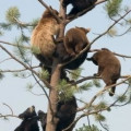 Black Bears in the Wild -- Are You Black Bear Aware?