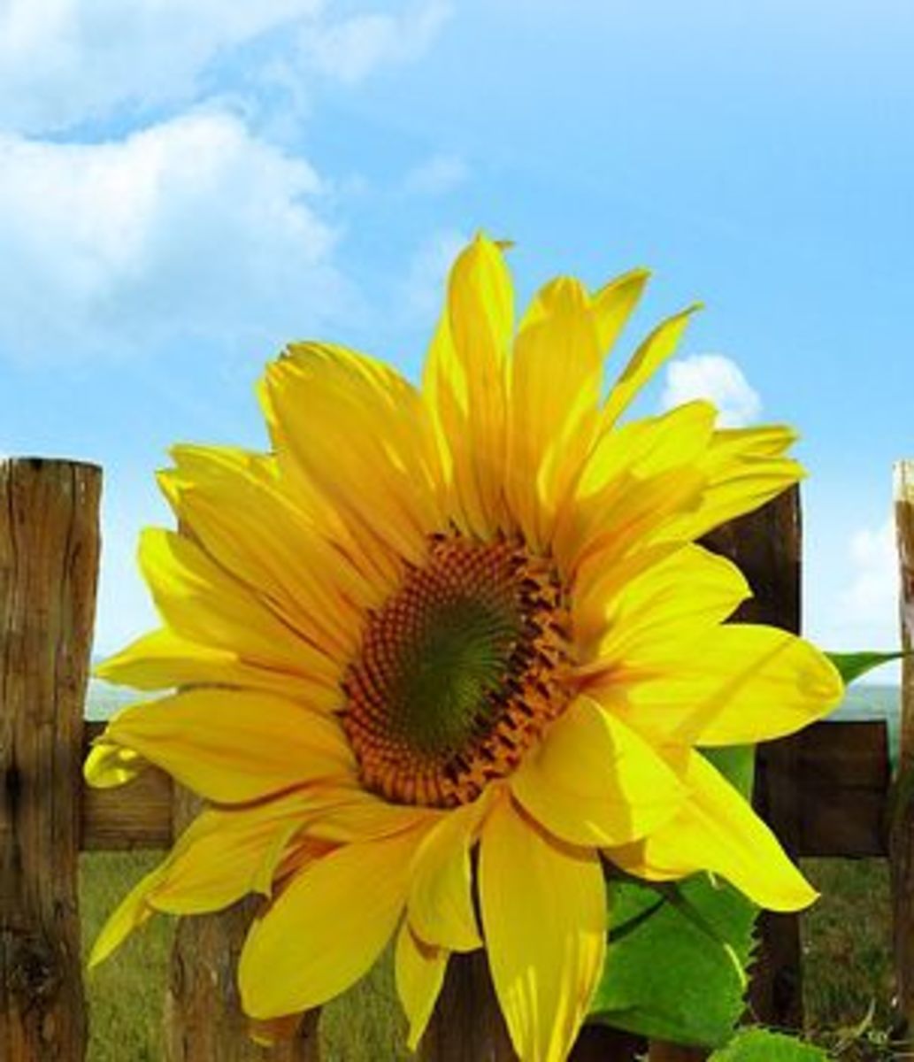 20 Best And Happiest Sunflower Quotes Poems And Sayings Holidappy