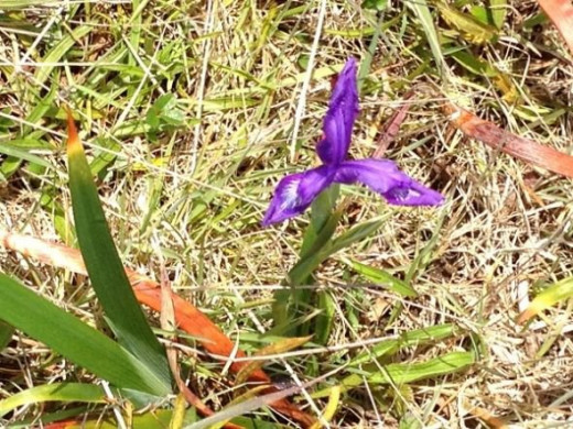 Wild iris in the grass, closeup