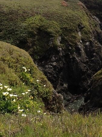 Breathtaking, flower-strewn gorge on south side of lighthouse