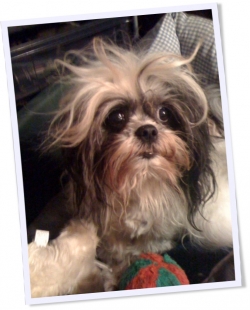 VikkSimmons-Teddy's Bad Hair Day