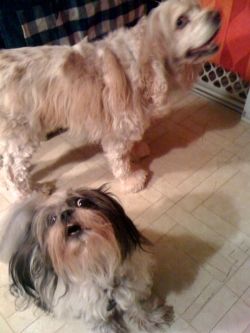 Teddy and Riley Speak Dog