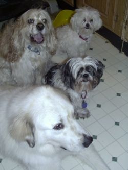 Waco, Riley, Teddy, and Freddie pose for photos