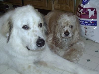 Waco the Wonder Dog, Great Pyrenees, and Riley Bonding