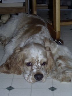 Riley-American-Cocker-Spaniel-by-Vikk-Simmons-2001-copyright
