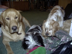 Riley-Teddy-Beau-dogs-meeting-2001-copyright-Vikk-Simmons
