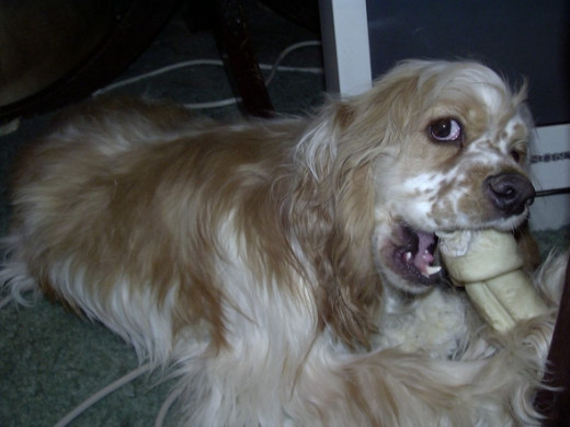 No, you cannot have my bone.