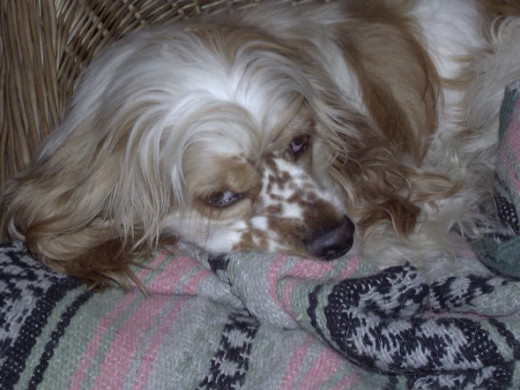 Riley at rest.