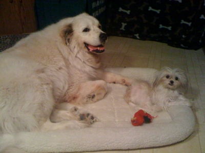 HoneyBunn and Waco the Wonder Dog, the Great Pyrenees