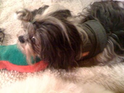 Teddy, the Shih Tsu, loves his plush slipper dog toy.