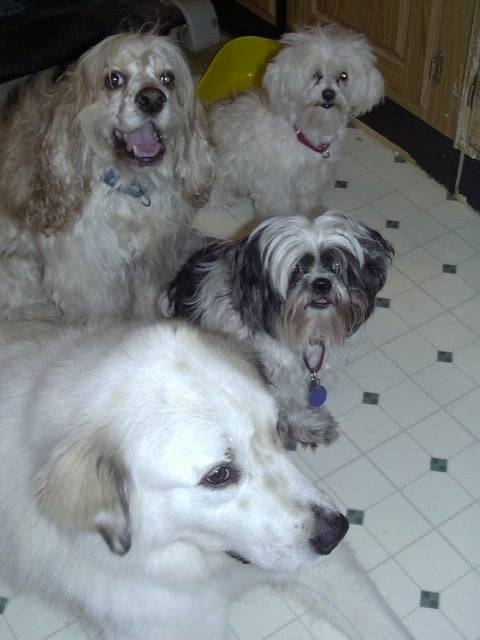 Waco, Riley, Teddy and Freddie pose for photo.