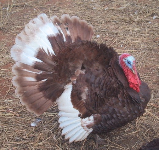 Raising Heritage Breed Turkeys