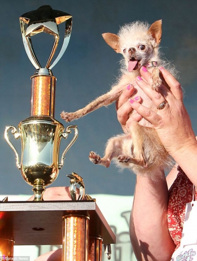 2011 World's Ugliest Dog Winner - YODA