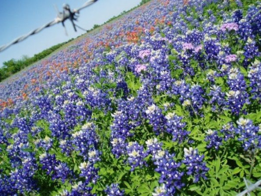 Texans love the Texas Bluebonnet Trail.
