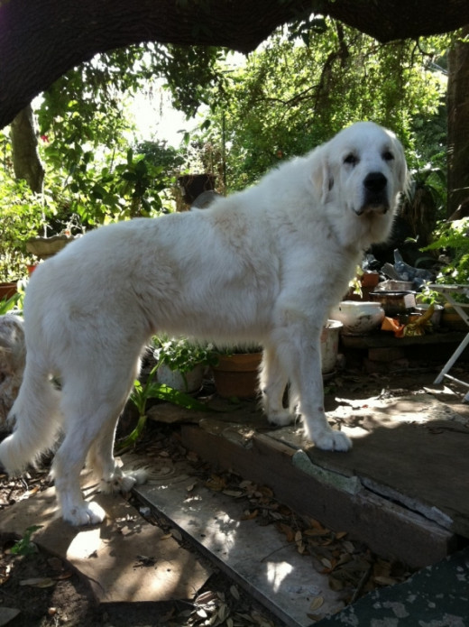 Sam says: What do you mean I can't go in the pond?" So far Sam's been the perfect Great Pyrenees dog and has not walked into the pond since his first day but you definitely know he wants to.