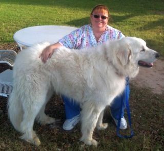 Great Pyrenees Samwise Samchild with foster mom