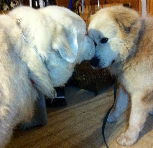 Pyr to Pyr, Great Pyrenees Sam's new buddy Max, another Great Pyrenees