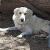 Gracie - She's a 5 year old Livestock Guardian Dog who guards goats and cows. Healthy, she wants a home and would love more goats and cows to care for.
