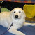Phoebe - Sweet, well-mannered one year old Great Pyrenees. Loves kids.
