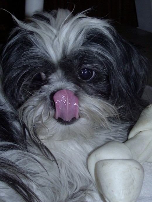 Teddy has been known to lick his lips at times.
