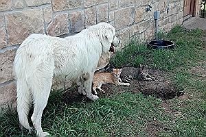 Flowers - Born in 2011, this Great Pyrenees girl is sweet and healthy. She'll be a large, gorgeous girl when she's fully grown. Sweet, friendly and loving, she's looking for a new home.