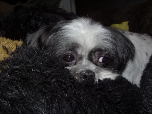 Baby Teddy gives a peek.