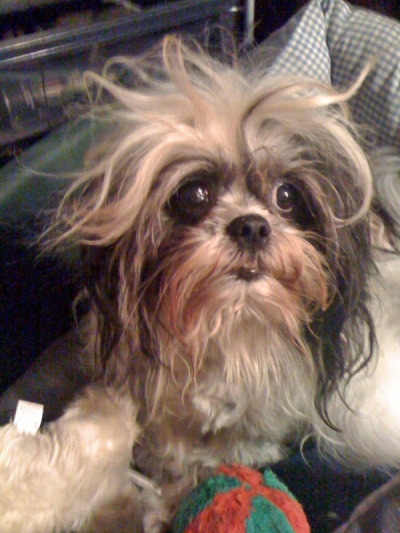We all have Bad Hair Days -- even Teddy