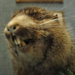 Mountain Beaver at the Longmire Museum, Mt. Rainier National Park, WA