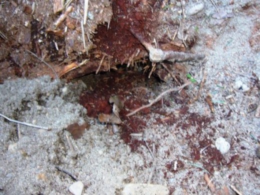 Mountain Beaver Tunnel
