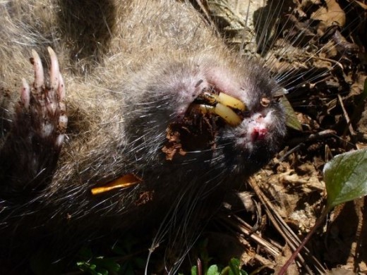 Mountain Beaver Teeth