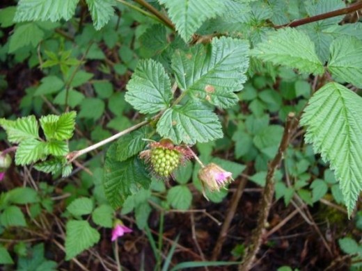 Salmonberry