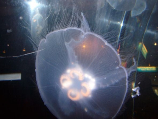 Seattle Aquarium Moon Jelly