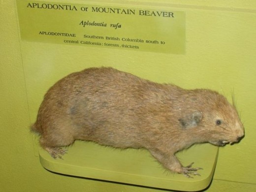 Apodontia rufa